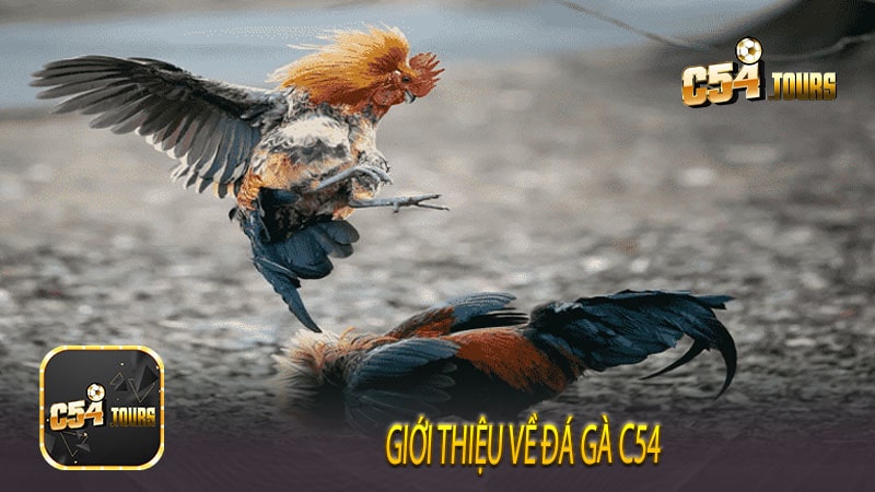 Giới thiệu về đá gà c54